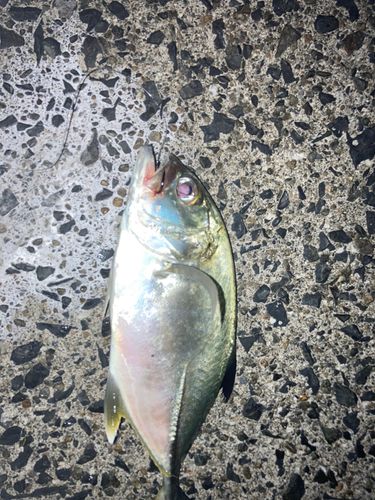 メッキの釣果