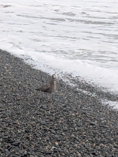 コゾクラの釣果