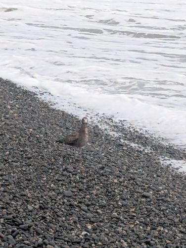 コゾクラの釣果