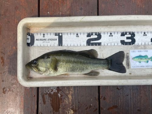 ブラックバスの釣果