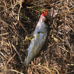 セイゴ（マルスズキ）