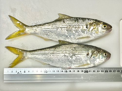 コノシロの釣果