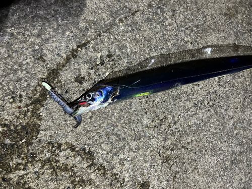 タチウオの釣果