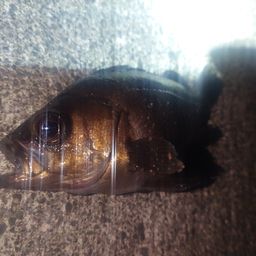 メバル
