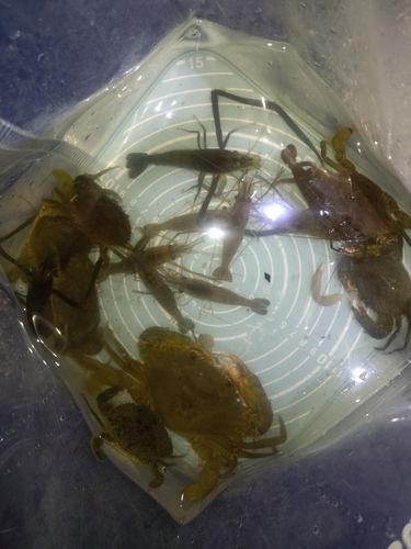 テナガエビの釣果