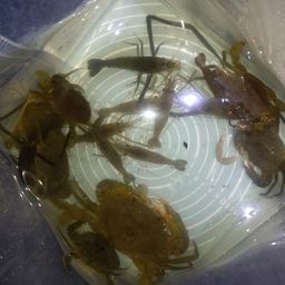 テナガエビ