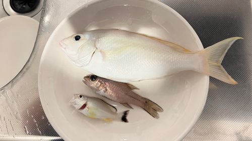 オキフエダイの釣果