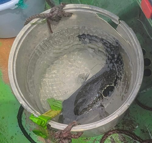 トラフグの釣果