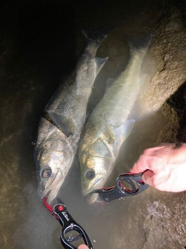 シーバスの釣果