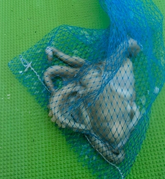マダコの釣果