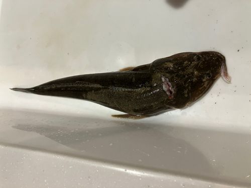 マゴチの釣果