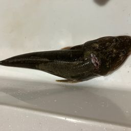 マゴチ