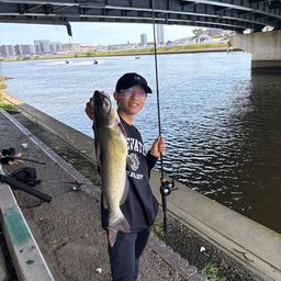 アメリカナマズ