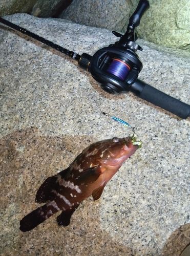 アコウの釣果