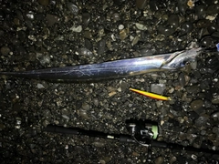 タチウオの釣果