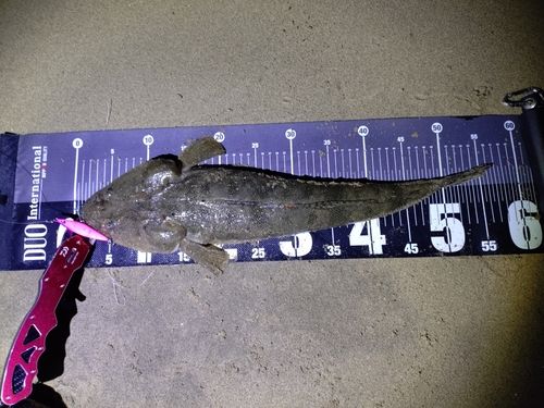 マゴチの釣果