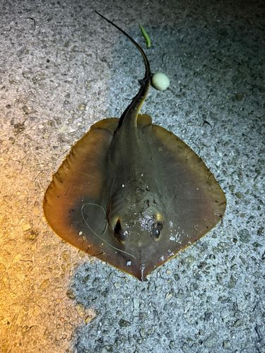 釣果