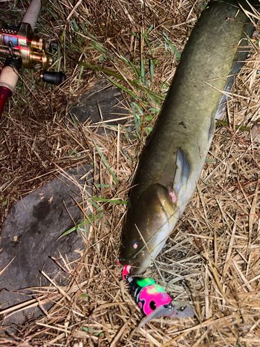 ナマズの釣果