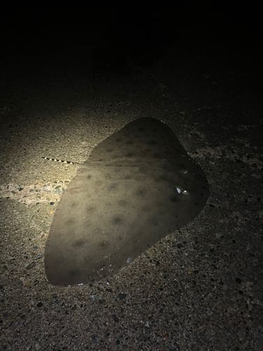 ツバクロエイの釣果