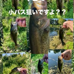 ラージマウスバス