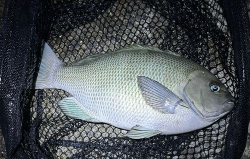 メジナの釣果