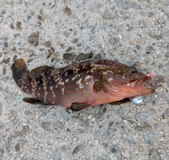 アコウの釣果