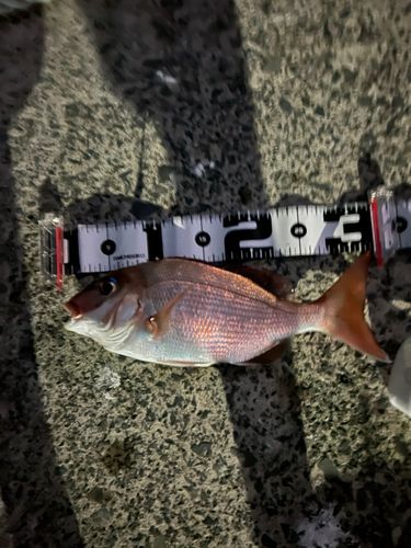 アカアマダイの釣果