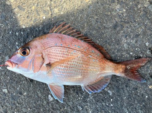 チャリコの釣果