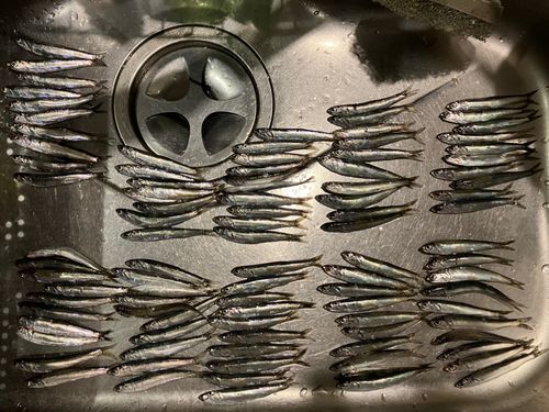 カタクチイワシの釣果