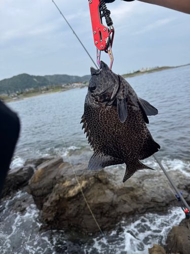 イシガキダイの釣果