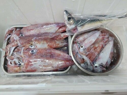 ケンサキイカの釣果