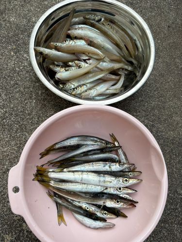 シロギスの釣果