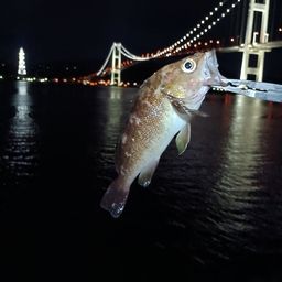 サバ