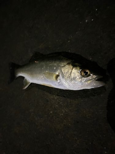 セイゴ（ヒラスズキ）の釣果