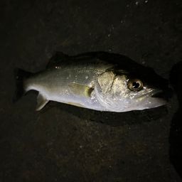 セイゴ（ヒラスズキ）