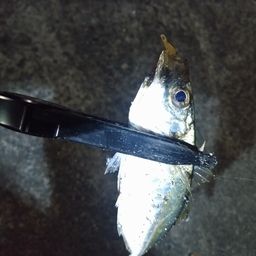 アジ