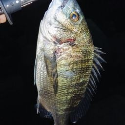クロダイ
