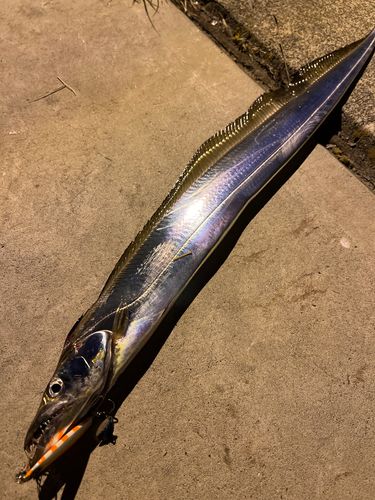 タチウオの釣果