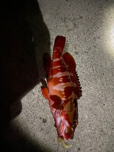 アカハタの釣果