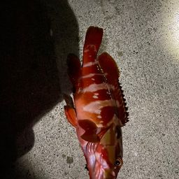 アカハタ
