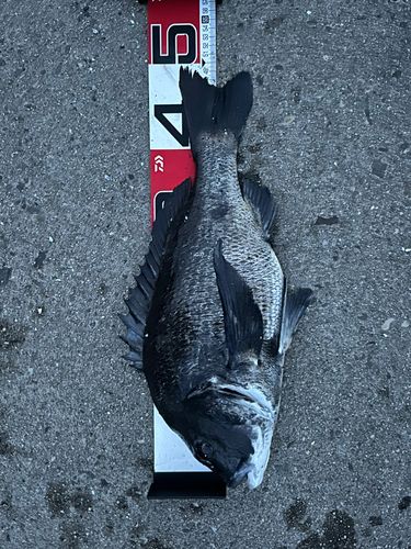 チヌの釣果