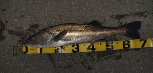 シーバスの釣果