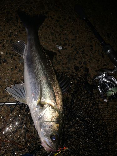 フッコ（マルスズキ）の釣果