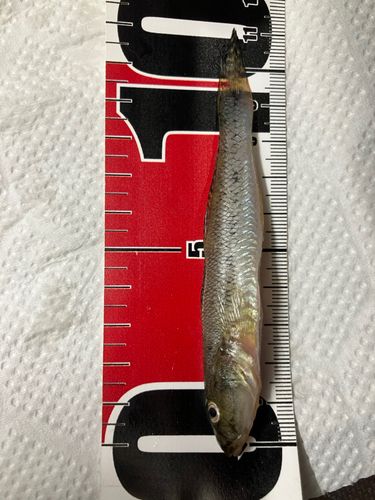 マハゼの釣果