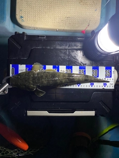 マゴチの釣果