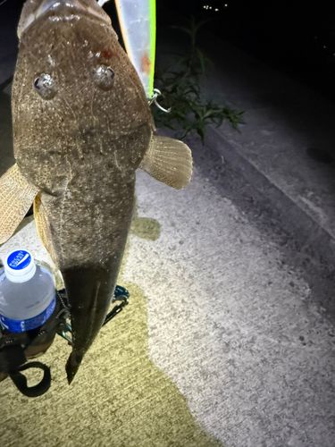 マゴチの釣果