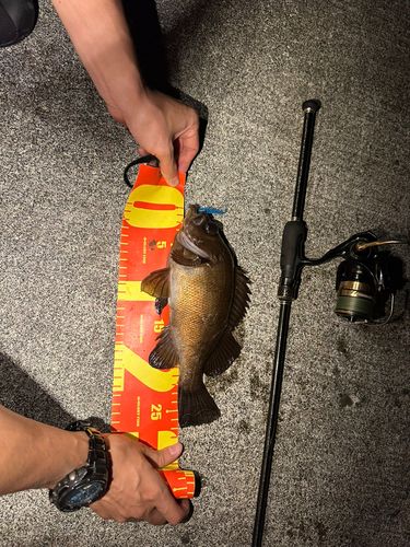 メバルの釣果