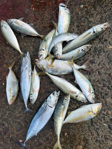 マアジの釣果