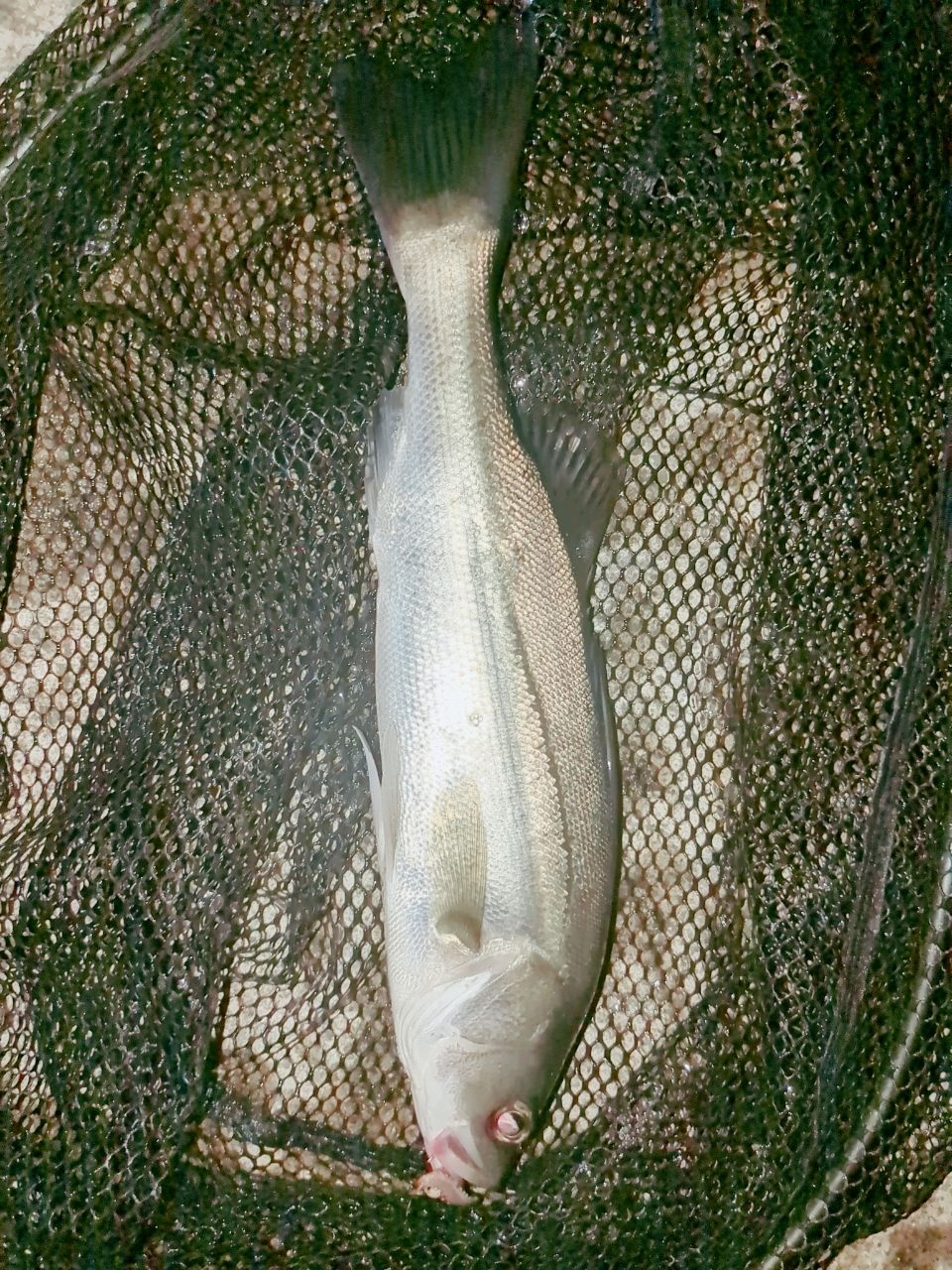 セイゴ（マルスズキ）