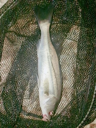 セイゴ（マルスズキ）の釣果
